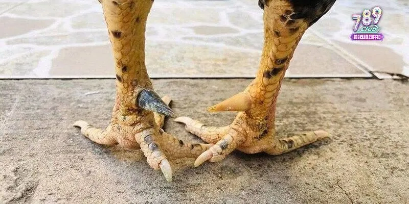 Hướng dẫn cách lựa chọn cựa gà chọi phù hợp