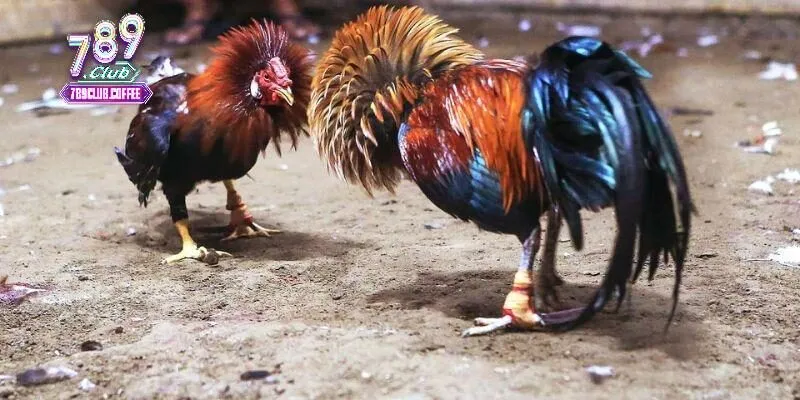 Để đá gà cựa dao thắng lớn, cần lựa chọn chiến kê tốt
