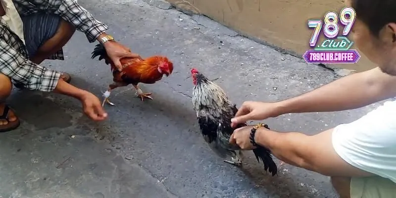 Các bước theo dõi trận đá gà dễ dàng và miễn phí